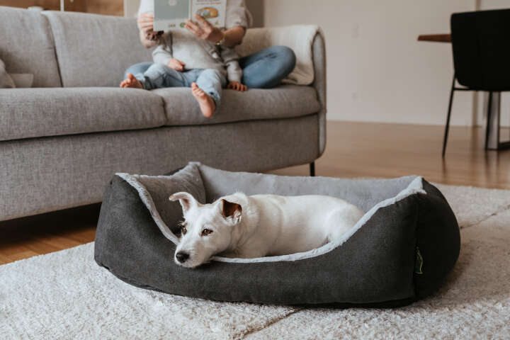 HUNTER Orthopädisches Hundesofa Rockford